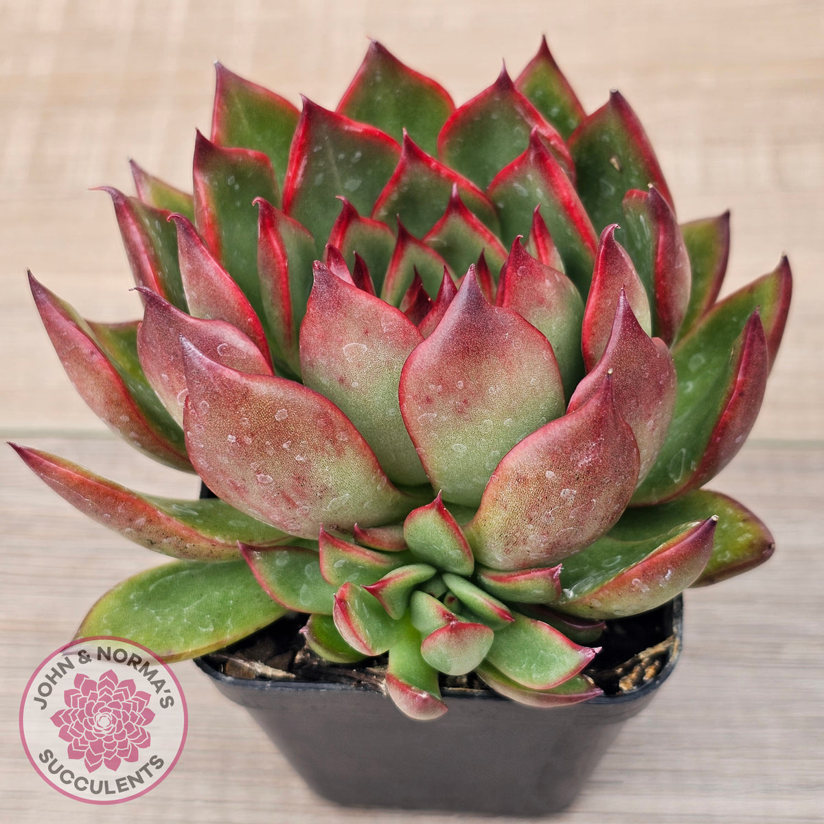 Echeveria agavoides 'Rubra'