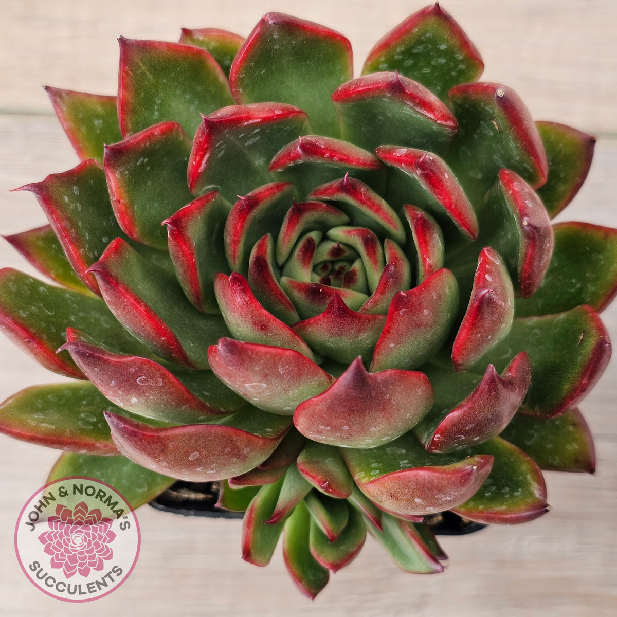 Echeveria agavoides 'Rubra'