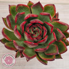 Echeveria agavoides 'Rubra'