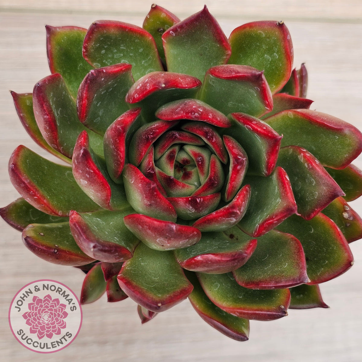 Echeveria agavoides 'Rubra'