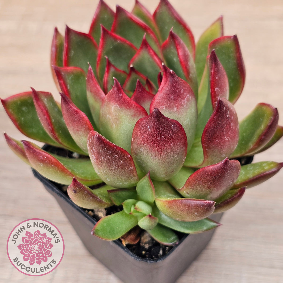 Echeveria agavoides 'Rubra'