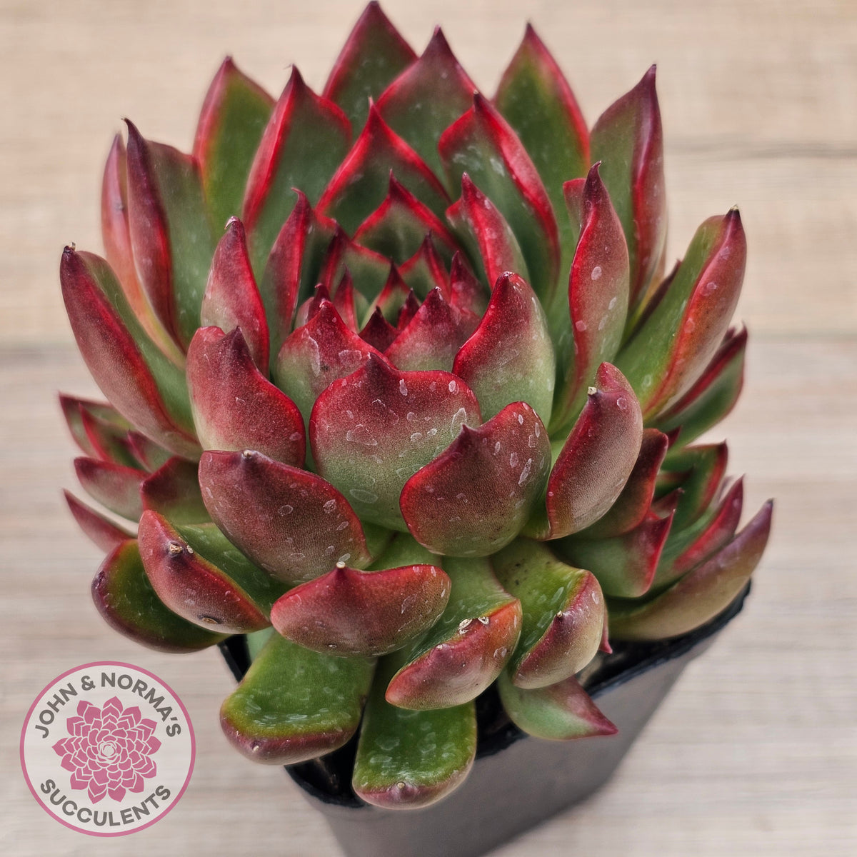Echeveria agavoides 'Rubra'