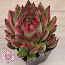 Load image into Gallery viewer, Echeveria agavoides &#39;Rubra&#39;
