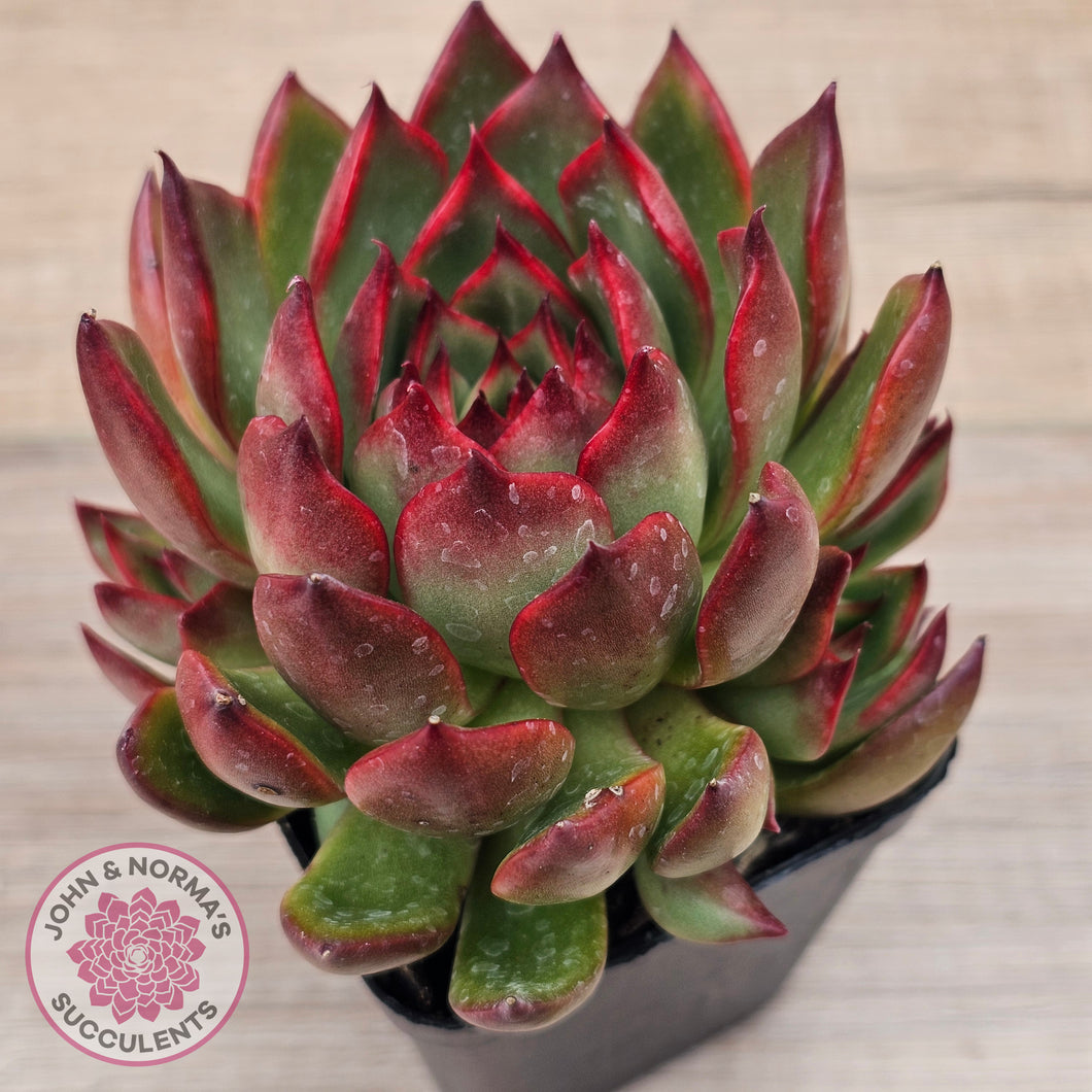 Echeveria agavoides 'Rubra'