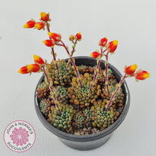 Load image into Gallery viewer, Echeveria Rundelli clump of several petite rosettes with stunning bright red and yellow flowwers
