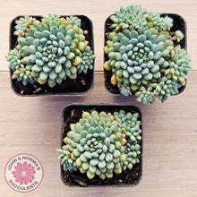 Load image into Gallery viewer, Echeveria Rundelli
