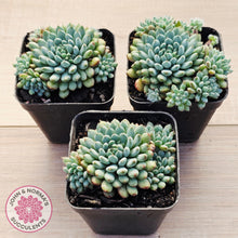 Load image into Gallery viewer, Echeveria Rundelli
