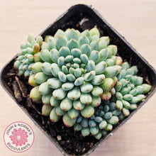 Load image into Gallery viewer, Echeveria Rundelli
