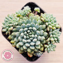 Load image into Gallery viewer, Echeveria Rundelli
