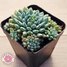 Load image into Gallery viewer, Echeveria Rundelli
