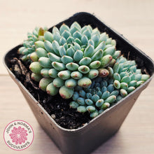 Load image into Gallery viewer, Echeveria Rundelli
