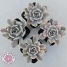 Echeveria Runyonii Variegated