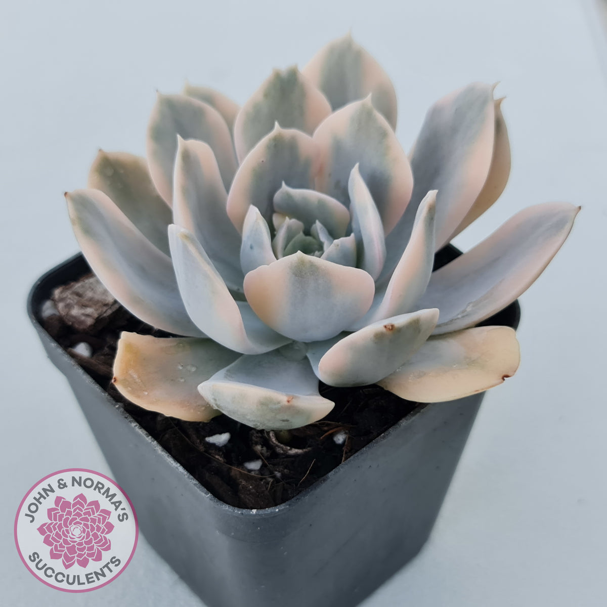 Echeveria Runyonii Variegated
