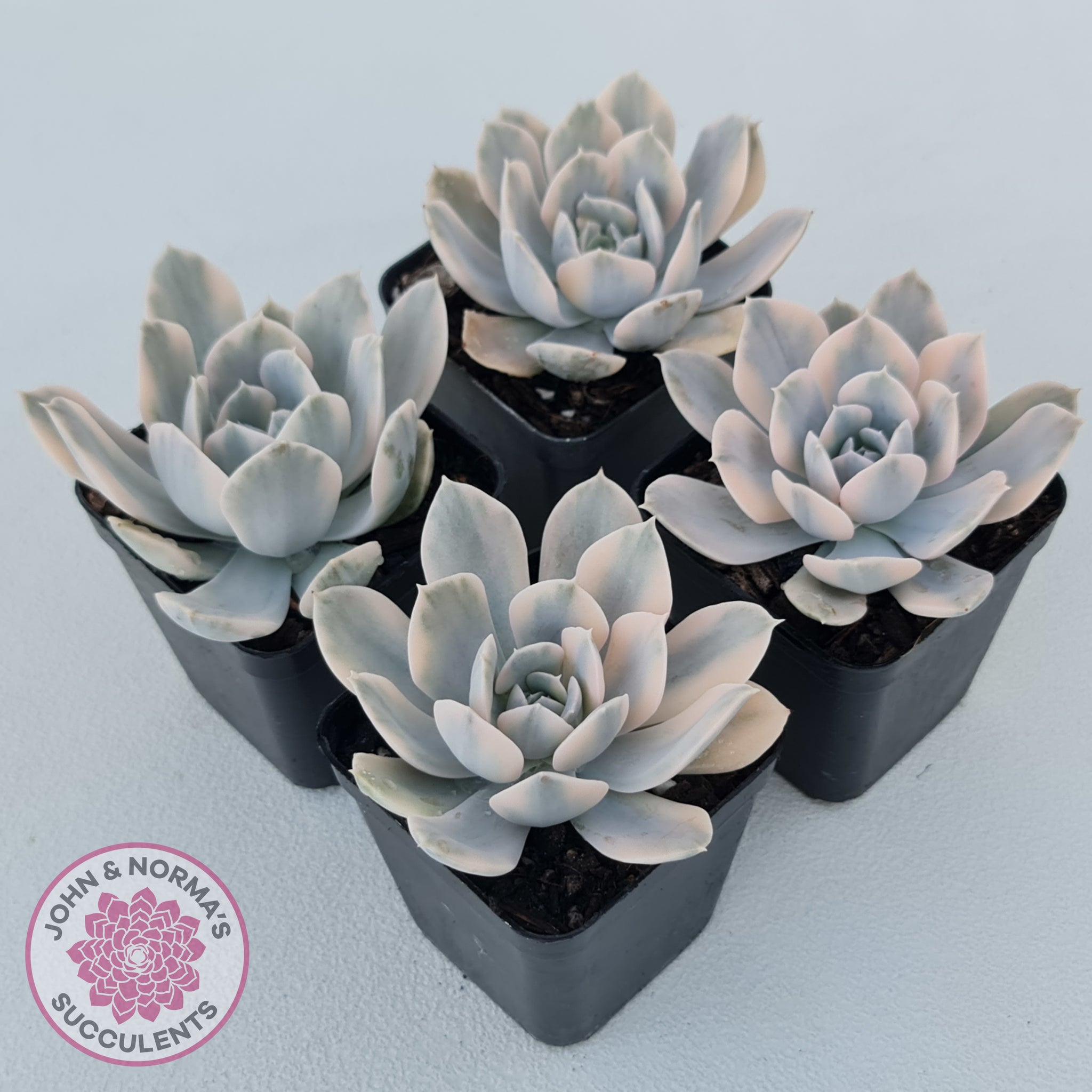 Buy Echeveria Runyonii Variegated Australia | Quality Succulent