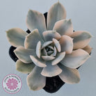 Echeveria Runyonii Variegated