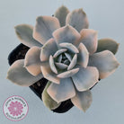 Echeveria Runyonii Variegated