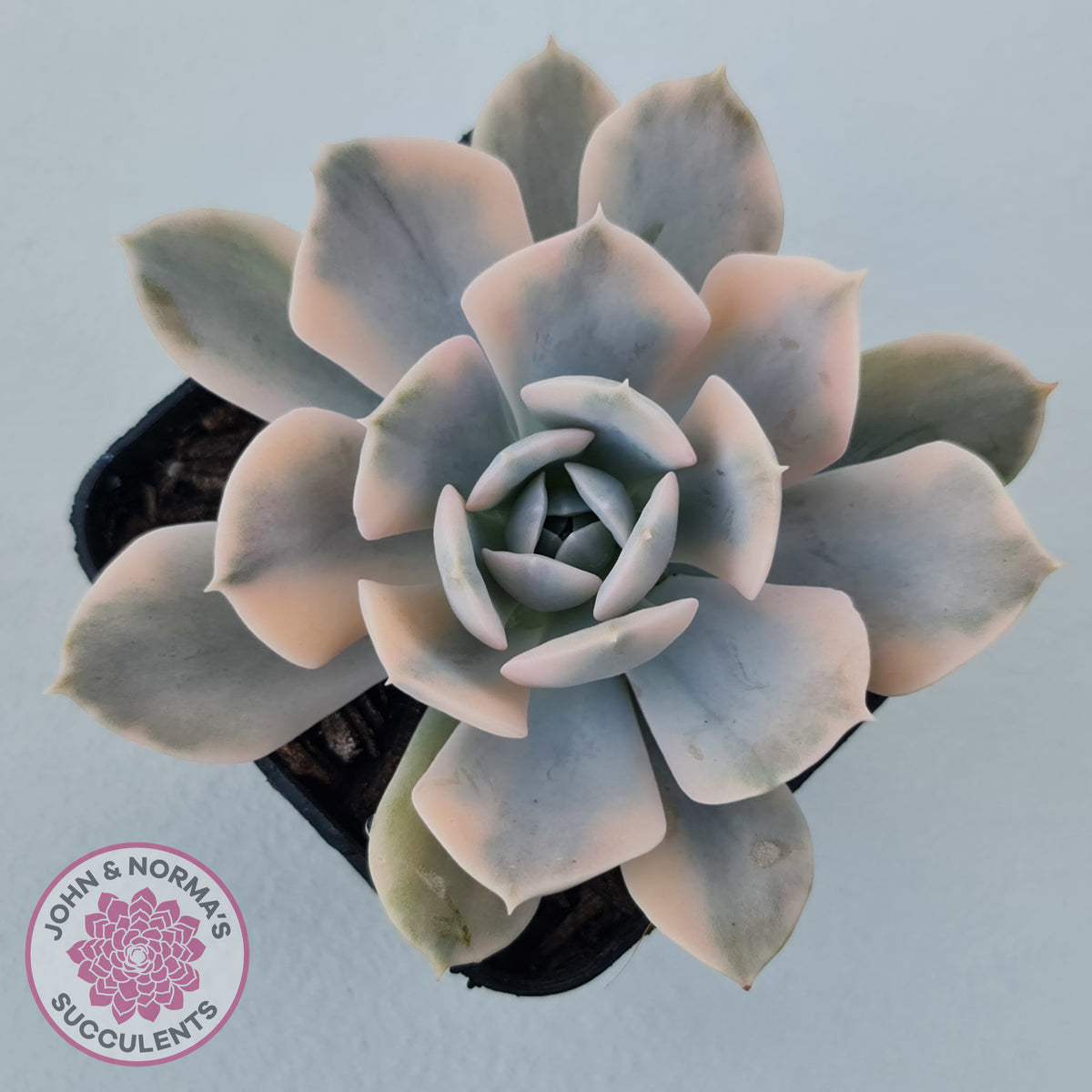 Echeveria Runyonii Variegated