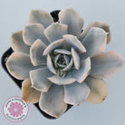 Echeveria Runyonii Variegated