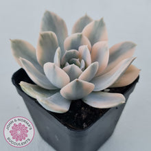 Load image into Gallery viewer, Echeveria Runyonii Variegated
