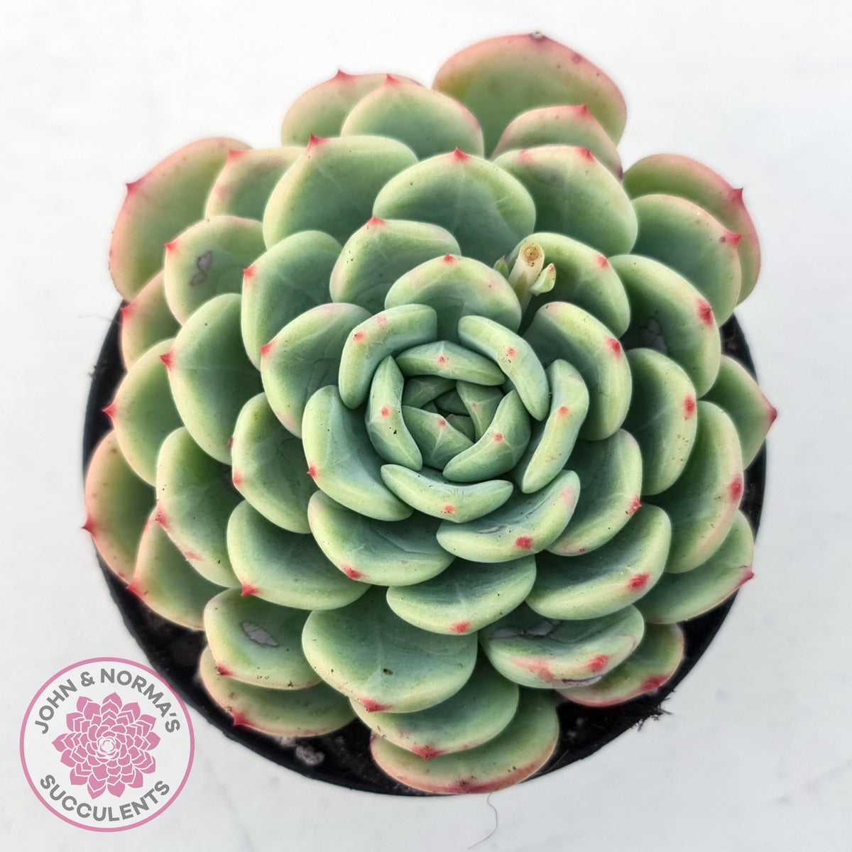 Echeveria 'Salmon'