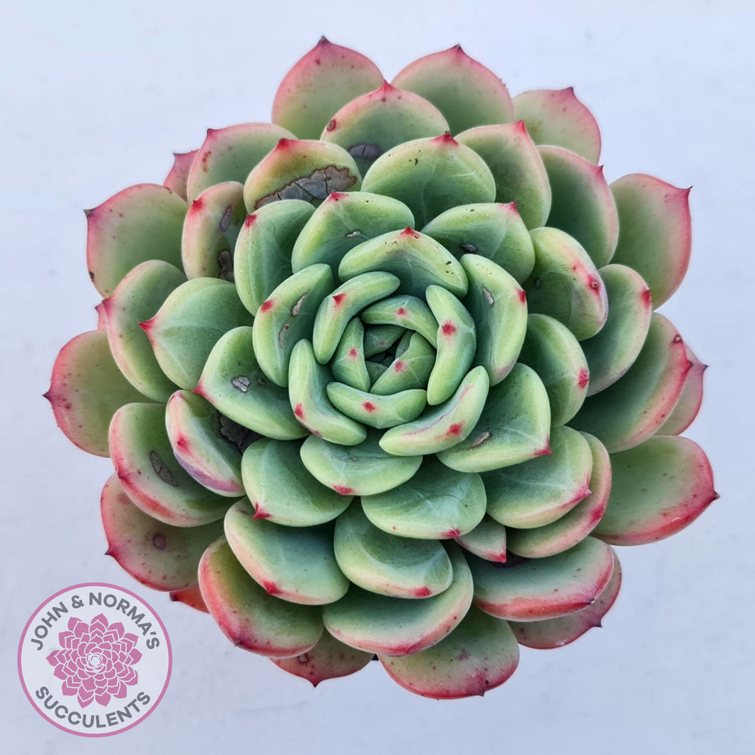 Echeveria 'Salmon'