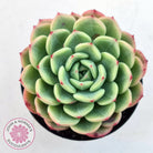 Echeveria 'Salmon'
