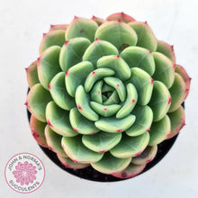 Load image into Gallery viewer, Echeveria &#39;Salmon&#39;
