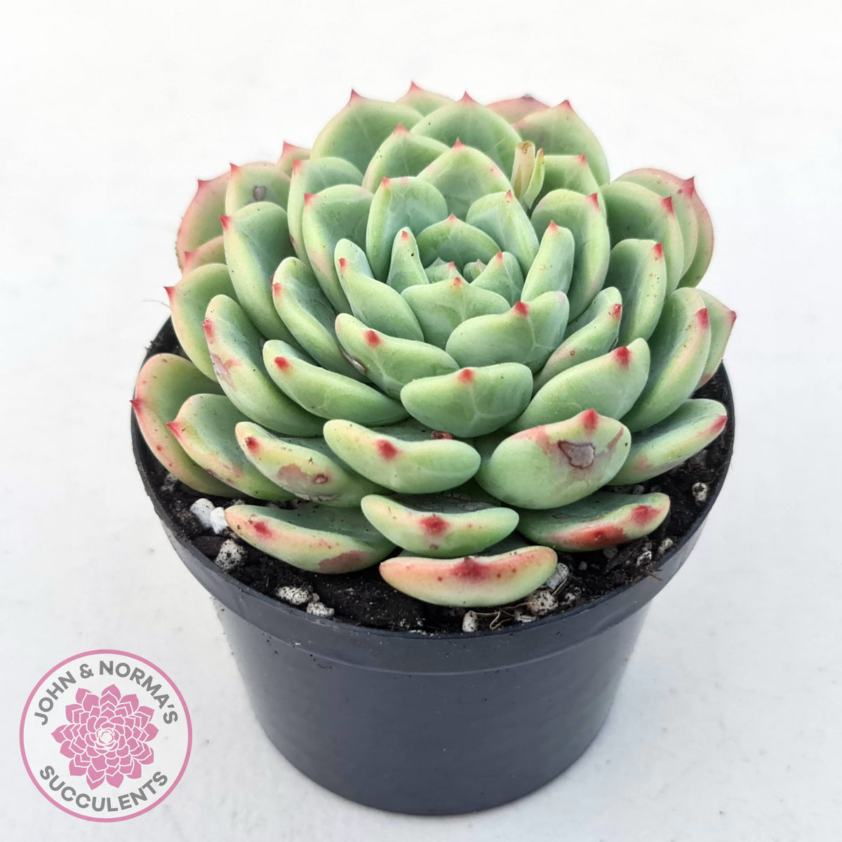 Echeveria 'Salmon'