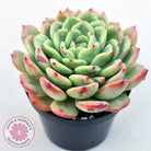 Echeveria 'Salmon'
