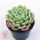 Echeveria 'Salmon'