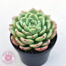 Load image into Gallery viewer, Echeveria &#39;Salmon&#39;
