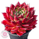 Echeveria agavoides 'Sara Bonnie'