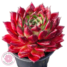 Load image into Gallery viewer, Echeveria agavoides &#39;Sara Bonnie&#39;
