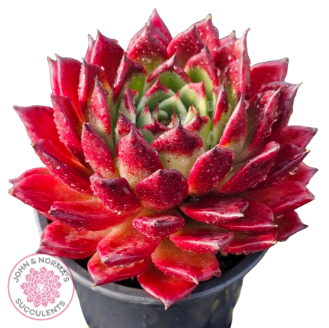 Echeveria agavoides 'Sara Bonnie'