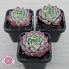 Load image into Gallery viewer, Echeveria 'Sarahime Botan' hybrid
