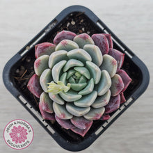 Load image into Gallery viewer, Echeveria 'Sarahime Botan' hybrid
