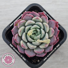 Load image into Gallery viewer, Echeveria 'Sarahime Botan' hybrid
