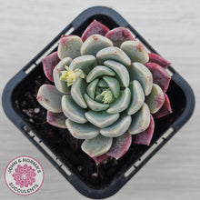 Load image into Gallery viewer, Echeveria 'Sarahime Botan' hybrid
