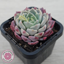 Load image into Gallery viewer, Echeveria 'Sarahime Botan' hybrid
