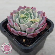 Load image into Gallery viewer, Echeveria 'Sarahime Botan' hybrid
