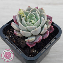 Load image into Gallery viewer, Echeveria 'Sarahime Botan' hybrid

