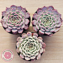 Load image into Gallery viewer, Echeveria 'Sarahime Botan'

