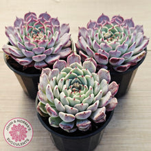 Load image into Gallery viewer, Echeveria 'Sarahime Botan'
