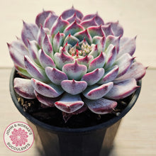 Load image into Gallery viewer, Echeveria 'Sarahime Botan'
