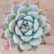 Load image into Gallery viewer, Echeveria Sarang
