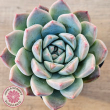Load image into Gallery viewer, Echeveria Sarang

