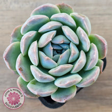 Load image into Gallery viewer, Echeveria Sarang
