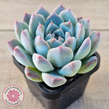 Load image into Gallery viewer, Echeveria Sarang
