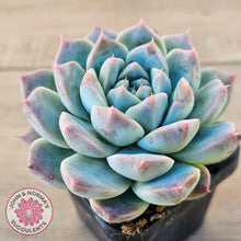 Load image into Gallery viewer, Echeveria Sarang
