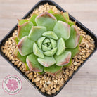 Echeveria 'Conch Girl' aka 'Seashell'